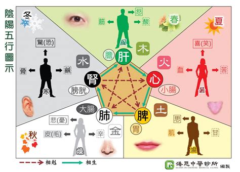 五官 五行|中醫知識 